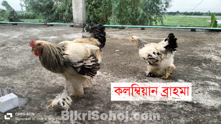 ব্রাহমা মুরগী